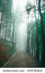 Road In The Forest In Foggy Days In Bilbao, Spain