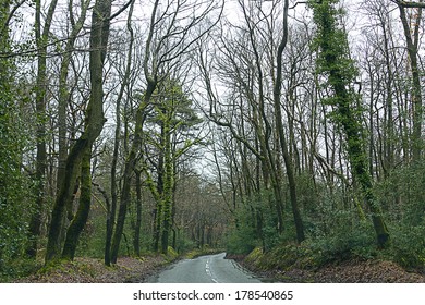 A road in forest near Guildford, UK