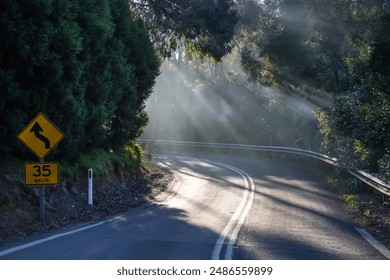 Road in the forest, sharp turn, sun rays through fog and trees, road sign, symbol