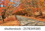 Road full of red maple trees during autumn in Naejangsan national park in Jeongeup, South Korea 