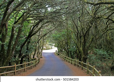 Road In Garajonay National Park On La Gomera Island