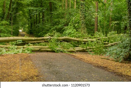 road going from right to left with fallen tree blocking it