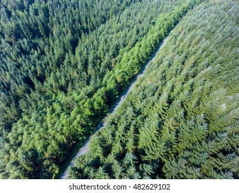 Road Going Through Forest Landscape, Aerial View