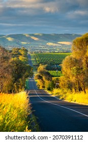 Road going through McLaren Vale, South Australia