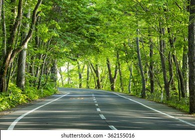 Road In Green Forest