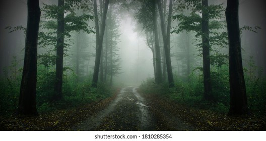 road in green forest with fog, high res forest panorama - Powered by Shutterstock