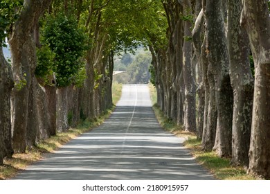 Road Guarded By Huge Plane Trees In Occitania, France