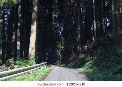 A road heading to deep forest
