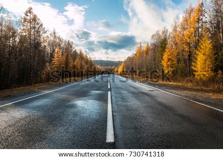 road, highway in autumn forest, larch, pine, landscape, day
