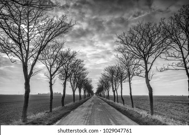 Road to infinity - straight tree lined road disappearing into the distance