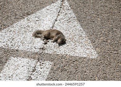 Road Kill. Dead squirrel lying on the ground in the road. Dead Squirrel. Road Kill Squirrel. Dead Squirrel Hit by Car. dead and hit by a car, lying in the road. Victim of hazardous driving. Hit by car