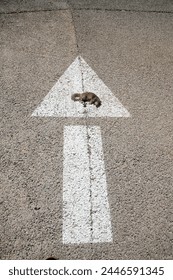 Road Kill. Dead squirrel lying on the ground in the road. Dead Squirrel. Road Kill Squirrel. Dead Squirrel Hit by Car. dead and hit by a car, lying in the road. Victim of hazardous driving. Hit by car
