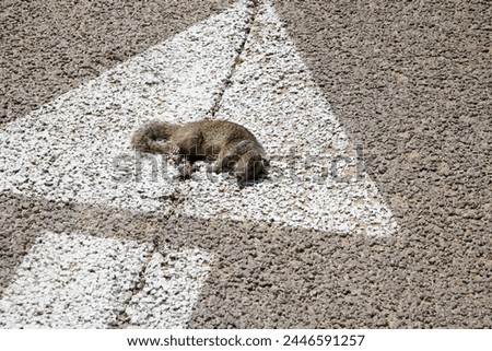 Road Kill. Dead squirrel lying on the ground in the road. Dead Squirrel. Road Kill Squirrel. Dead Squirrel Hit by Car. dead and hit by a car, lying in the road. Victim of hazardous driving. Hit by car
