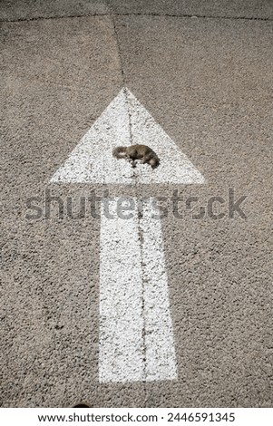 Road Kill. Dead squirrel lying on the ground in the road. Dead Squirrel. Road Kill Squirrel. Dead Squirrel Hit by Car. dead and hit by a car, lying in the road. Victim of hazardous driving. Hit by car