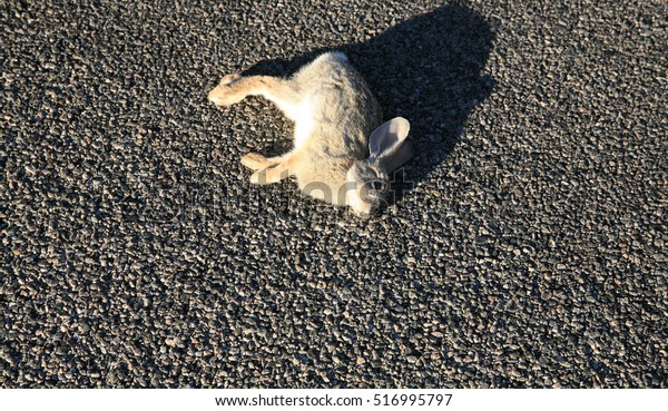 Road
Kill. A Jack Rabbit lays dead on a highway in the desert Joshua
Tree area desert most likely hit by a speeding car.
