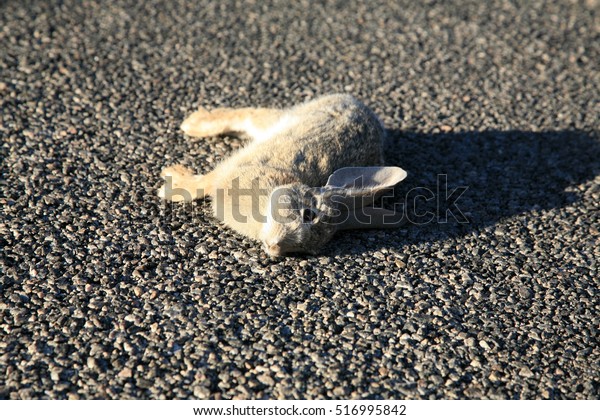 Road\
Kill. A Jack Rabbit lays dead on a highway in the desert Joshua\
Tree area desert most likely hit by a speeding car.\
