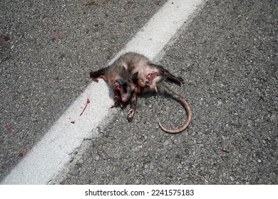 Road Kill Possum West 30th St. Austin Texas