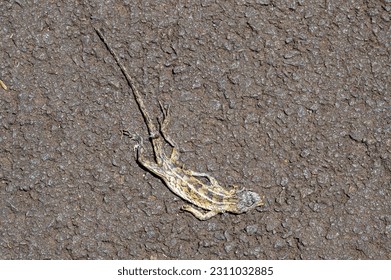 Road kill with a squashed deal lizard on the road, Mauritius - Shutterstock ID 2311032885