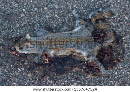 road kill squirrel
