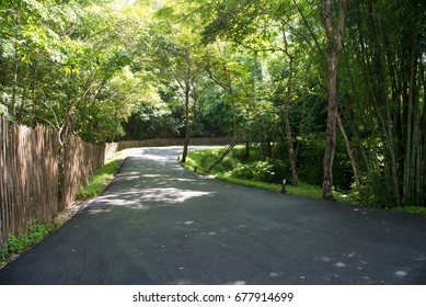 Road lane, walkway path with tunnel green trees in forest. Beautiful alley, road in park. way through summer Forest.
