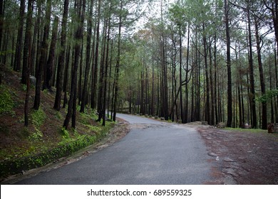 Road To Lansdowne Uttarakhand 