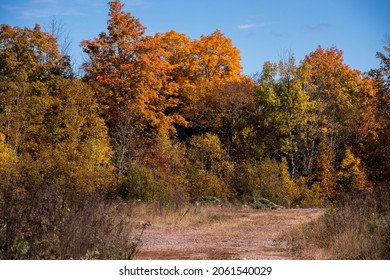 A Road Leading To A Line Of Fall Trees