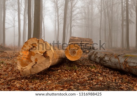 Similar – Holz vor der Hütte Umwelt