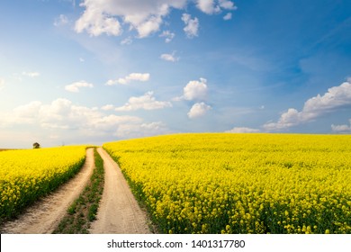 Road Leading Through Fields Full Of Rape. May Countryside Landscape. Masuria, Poland. 