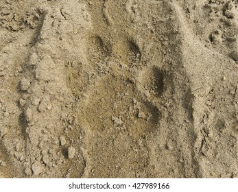 63 Tiger pug mark Images, Stock Photos & Vectors | Shutterstock