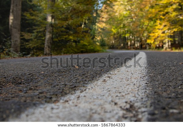 Road line divider in the\
forest