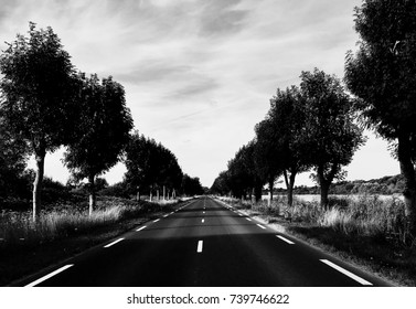 A road lined by trees.