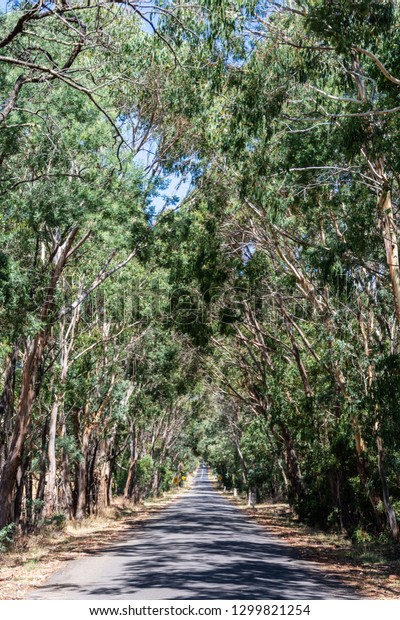 Road\
lined with eucalyptus trees in Victoria, Australia.\
