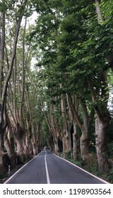 road lined with trees