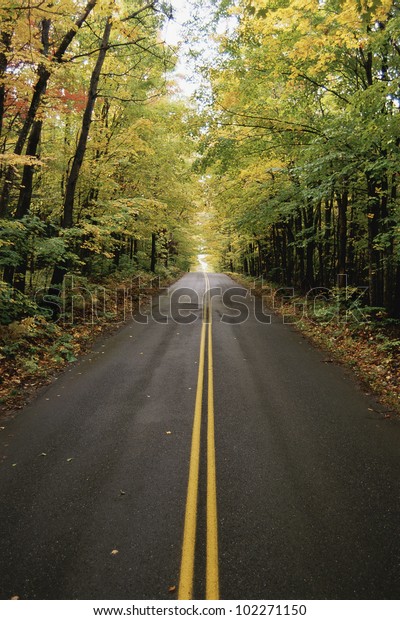 Road lined with\
trees