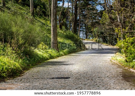 Foto Bild verträumt Natur Pflanze