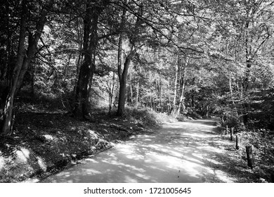 Road Making Its Way In A Forest Of Tress