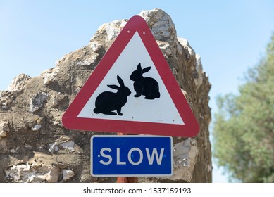 129 Rabbit Crossing Road Images, Stock Photos & Vectors | Shutterstock