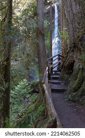 Road To The Marymere Falls, Olympic Peninsula, WA, USA