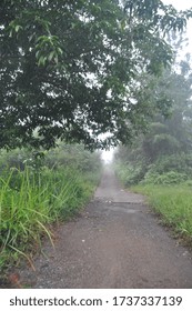 the road is in the middle of the forest