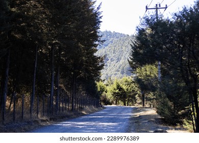 Road in the middle of the forest