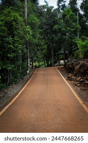 road in the middle of the forest 