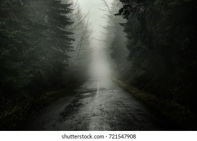Road in misty forest.