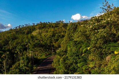 Road In Mountain. Forest Aerial Shot. Mountain Blue Sky