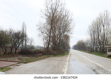 Road near trees in forest 