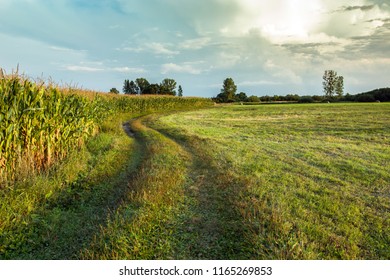 Road next to a meadow and a field of corn in the light of the evening sun - Shutterstock ID 1165269853