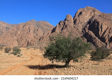Road to nowhere in Morocco. Gravel road among argania trees in Anti-Atlas mountains in Tiznit Province.