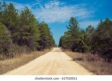 A Road In Ocala National Forest.