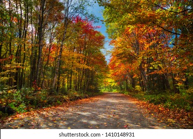 A road in an Ontario forest with beautiful fall colours on either side and leaves strewn on it