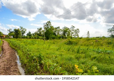 Road To An Organic And Family Farm In Brazil