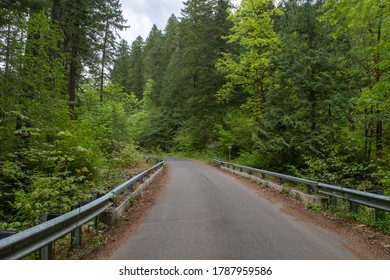 Road In A Pacific Northwest Forest